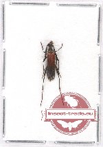 Pseudoparanaspia sp. 1 (A2)