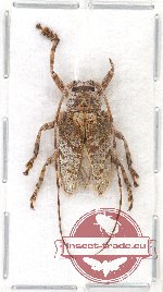 Moechotypa attenuata (A2)