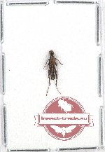 Lepturinae sp. 4 (A-)