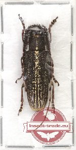 Stegenagapanthia albovittata Pic, 1924 (A2)