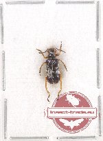 Chrysomelidae sp. 63