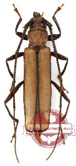 Xystrocera apiculata Pascoe, 1869