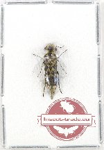 Glipa (Macroglipa) apicalis