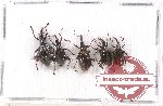 Scientific lot no. 394 Curculionidae (5 pcs)