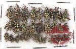 Scientific lot no. 360A Curculionidae (32 pcs)