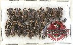 Scientific lot no. 334A Curculionidae (30 pcs)