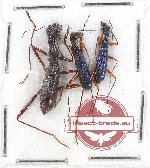 Scientific lot no. 10AB Cicindelidae (3 pcs)