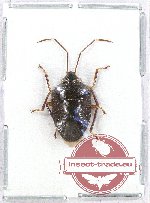 Scutellarinae sp. 43 (A2)