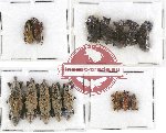 Scientific lot no. 336A Curculionidae (15 pcs)