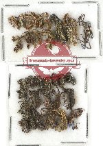 Scientific lot no. 367 Curculionidae (30 pcs)