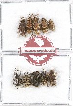 Scientific lot no. 356A Curculionidae (10 pcs)