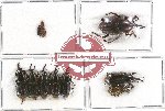 Scientific lot no. 363 Curculionidae (10 pcs A, A-, A2)