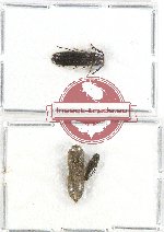 Scientific lot no. 58A Eucnemidae (3 pcs)