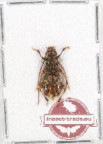 Cerambycidae sp. 69 (A2)