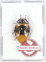 Scutellarinae sp. 44 (A2)