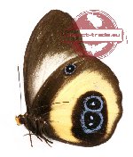 Taenaris bioculatus bioculatus (A-)