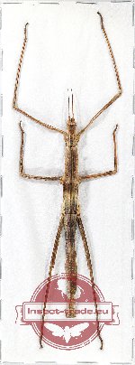 Phasmidae sp. 70 (Dimorphodes sp. - nymph)