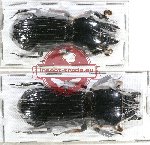 Scientific lot no. 78A Passalidae (2 pcs)
