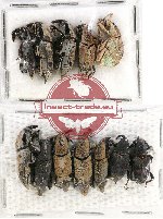 Scientific lot no. 372 Curculionidae (12 pcs)