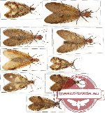 Scientific lot no. 3 Corydalidae (9 pcs - 3 pcs A-)