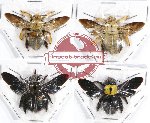 Scientific lot no. 131A Hymenoptera (Xylocopa spp.) (4 pcs spread)