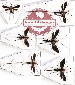 Scientific lot no. 199 Hymenoptera (6 pcs)