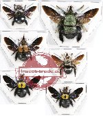 Scientific lot no. 219 Hymenoptera (Xylocopa spp.) (6 pcs)