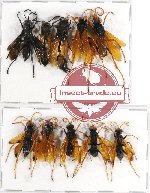 Scientific lot no. 186 Hymenoptera (10 pcs A, A-, A2)