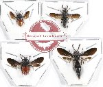 Scientific lot no. 204 Hymenoptera (4 pcs)