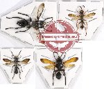 Scientific lot no. 201 Hymenoptera (4 pcs)