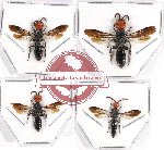 Scientific lot no. 212 Hymenoptera (4 pcs - 2 pcs A2)