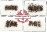 Scientific lot no. 89A Cerambycidae (Lamiinae) (22 pcs A-, A2)