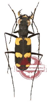 Callochroa pseudosiamensis (A2)