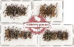 Scientific lot no. 90A Cerambycidae (Lamiinae) (20 pcs A-, A2)