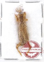 Scientific lot no. 22 Orthoptera (Gryllotalpidae sp.) (1 pc A2)