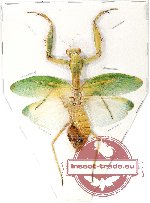 Mantidae sp. 19