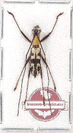 Cylindrepomus nigrofasciatus ssp. fulvithorax Breuning (A2)
