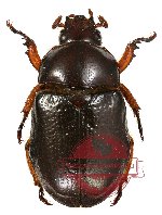 Didrepanephorus yunnanus ssp. wakaharai