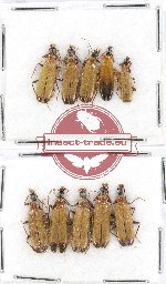 Scientific lot no. 13 Prionoceridae (10 pcs)