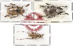 Scientific lot no. 9 Cerambycidae (3 pcs)