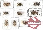 Scientific lot no. 52 Cerambycidae (9 pcs)