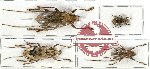 Scientific lot no. 53 Cerambycidae (4 pcs - 2 pcs A2)