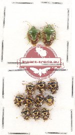 Scientific lot no. 601 Heteroptera (Pentatomidae) (12 pcs)