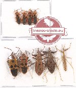 Scientific lot no. 570 Heteroptera (9 pcs)