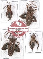 Scientific lot no. 597 Heteroptera (Coreidae) (4 pcs)