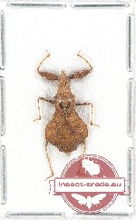 Scientific lot no. 620 Heteroptera (1 pc)