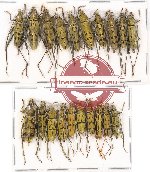 Scientific lot no. 95A Cerambycidae (Clytini) (20 pcs A, A-, A2)