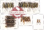 Scientific lot no. 96A Cerambycidae (28 pcs A, A-, A2)