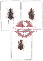Scientific lot no. 299 Carabidae (3 pcs)