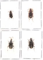 Scientific lot no. 298 Carabidae (4 pcs)